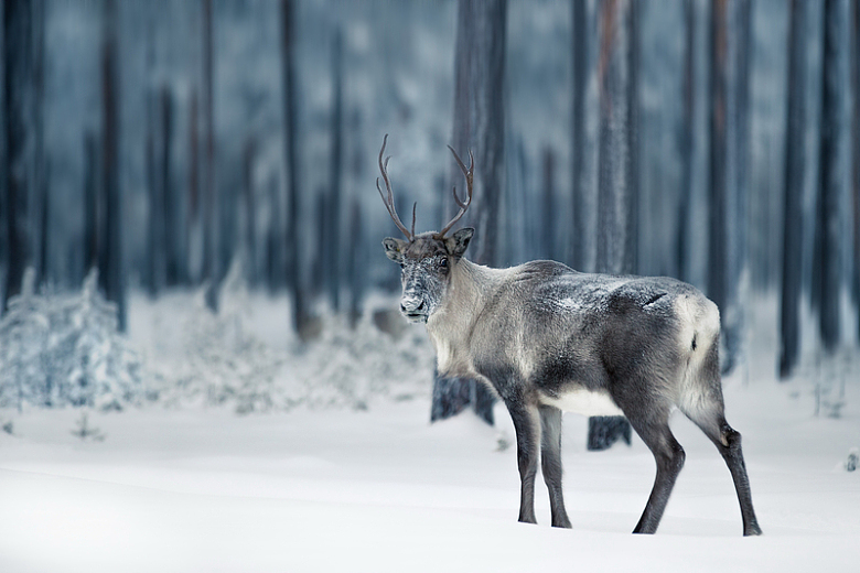 高清冬季麋鹿摄影
