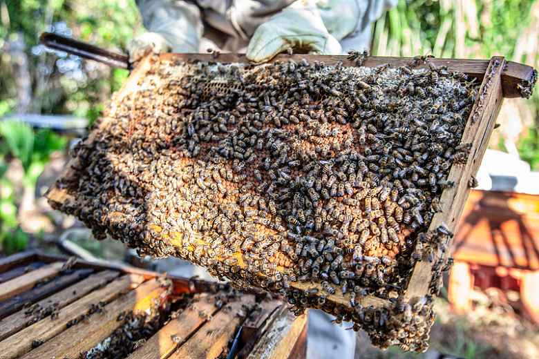 木板上的蜜蜂群