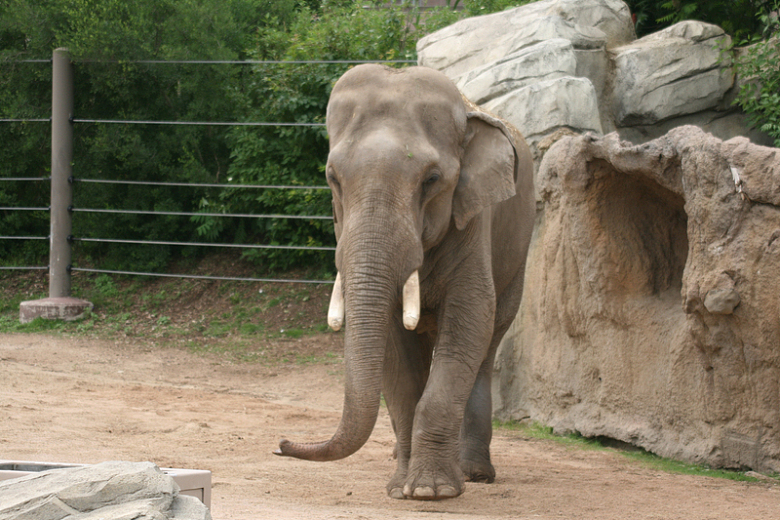 动物园亚洲象