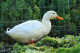 白色大鹅
