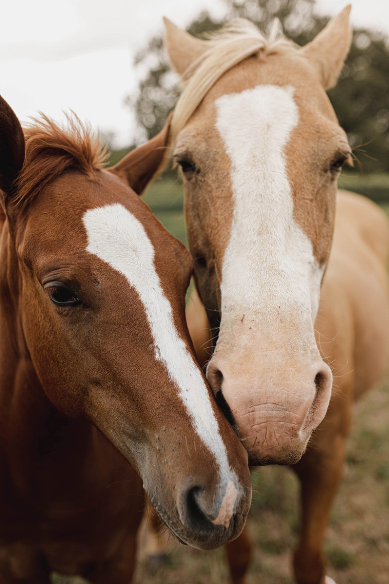 两匹马相亲相爱