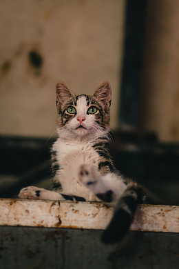 可爱呆萌小花猫