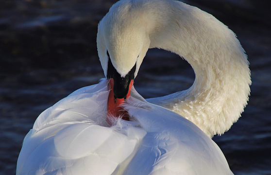 大白鹅整理羽毛