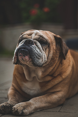沙皮犬