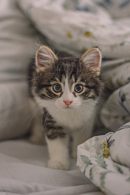 可爱呆萌狸花猫