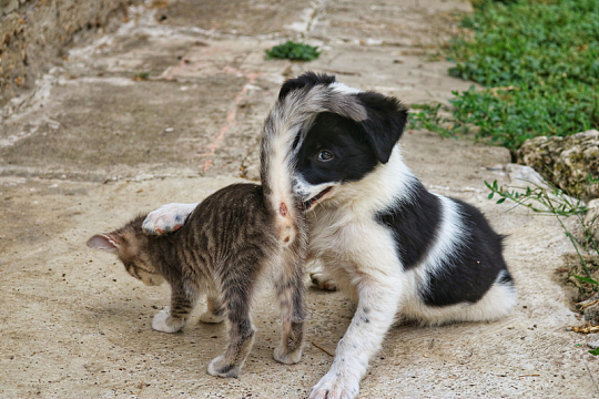 小猫小狗嬉戏