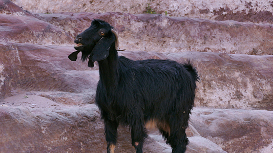 黑色老山羊