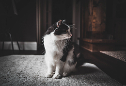 可爱奶牛猫