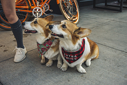 一对可爱柯基犬