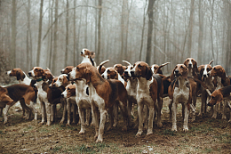 纯种惠比特犬