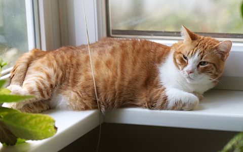 虎斑猫慵懒