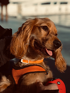 英国可卡犬头像