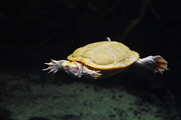 水族馆爬行乌龟