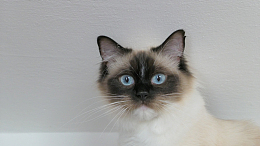 可爱呆萌猫咪