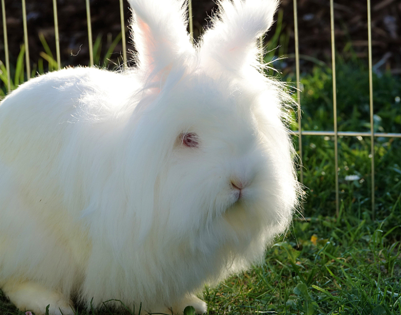 白色毛绒兔子