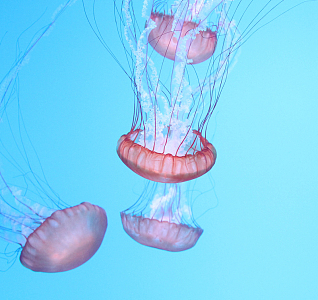 水族馆漂亮水母