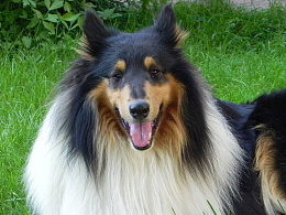 纯种牧羊犬