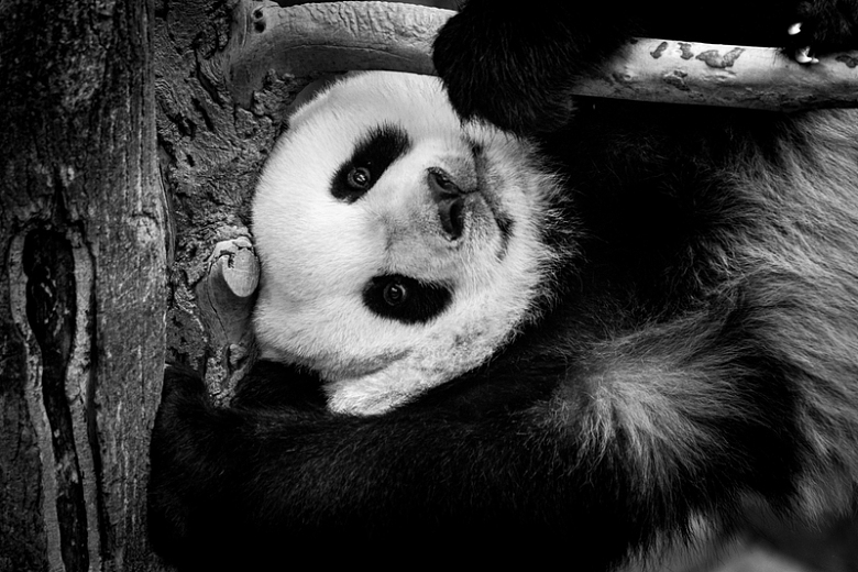 国宝熊猫黑白