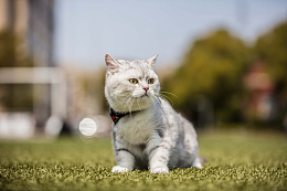 呆萌可爱宠物猫咪