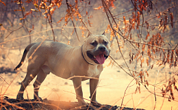 纯比特犬