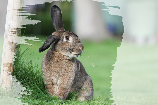 灰色兔子吃草