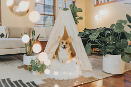 可爱柯基犬高清