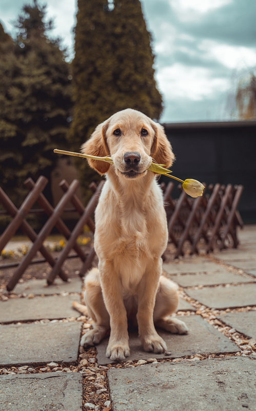 乖巧可爱金毛犬