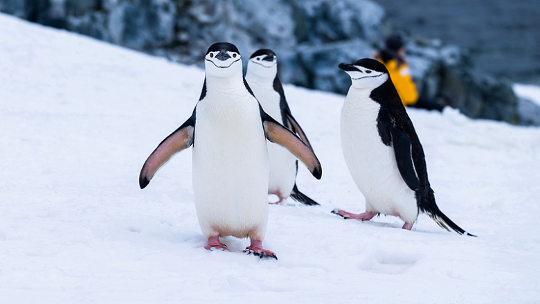 可爱南极企鹅