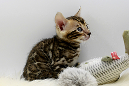 虎斑小猫咪