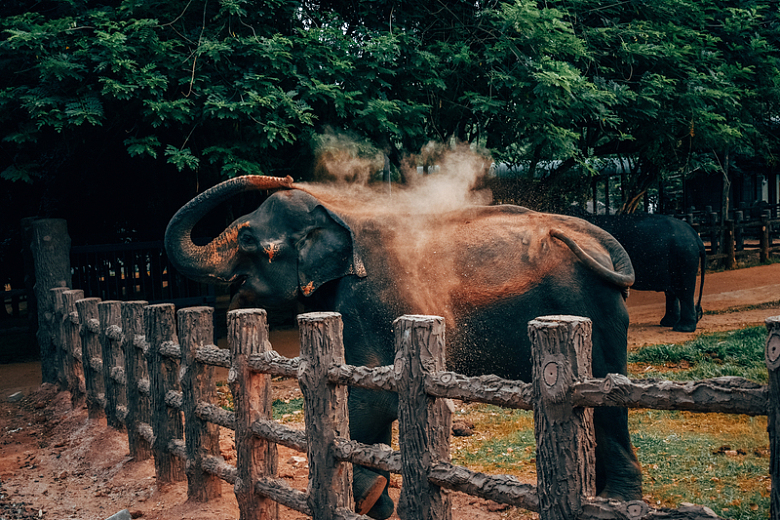 动物园观赏大象