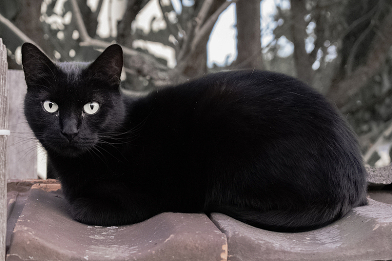 纯黑色小猫咪