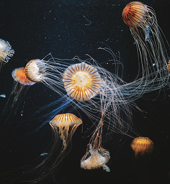 海冠水母