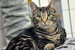 家养虎斑猫
