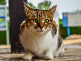 呆萌猫咪可爱