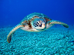 海洋海底海龟