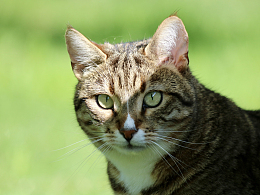 虎斑小猫