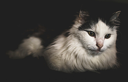 挪威森林长毛猫