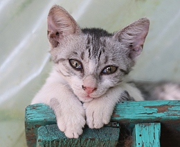 泪眼汪汪小猫咪