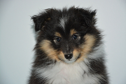 幼年牧羊犬