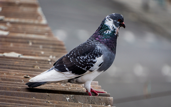 灰色和平鸽摄影