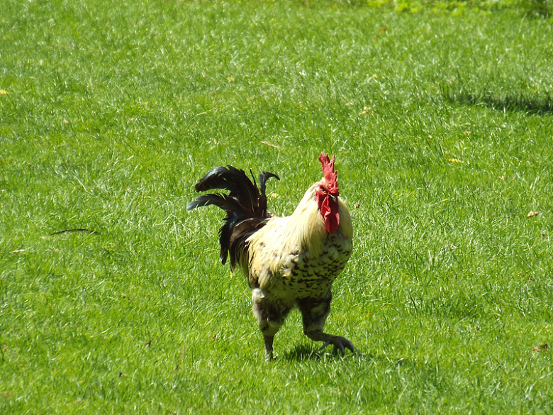 草地上大公鸡摄影