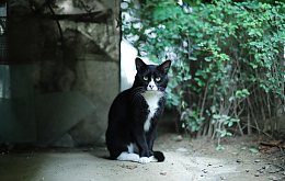 呆萌小黑猫