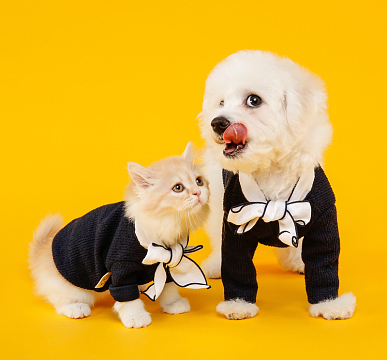 可爱猫狗合影