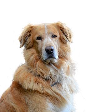 纯种英系金毛犬
