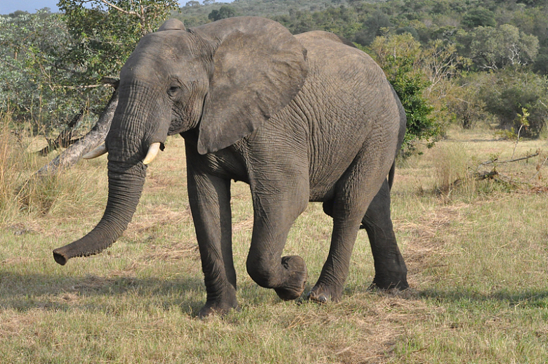 南非野生大象