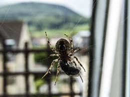 蜘蛛捕食瞬间