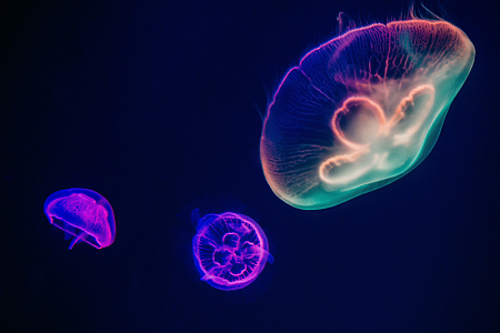 水族馆梦幻水母