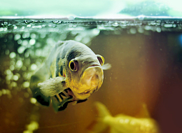水族馆珍珠龙鱼