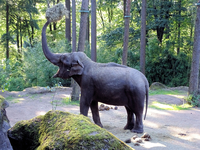 亚洲野生大象
