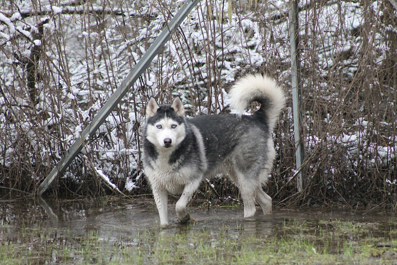 一只西伯利亚雪橇犬